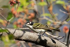 Black-capped Vireo